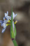 Prairie blue-eyed grass